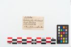 Foto von Beinnadelspitzenschoner (NHMW-PRAE-025364)